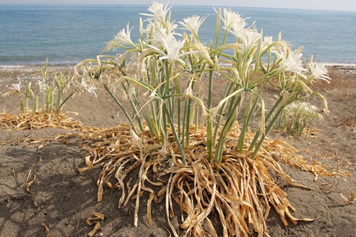 Kum Zambakları Korunuyor! 387 Bin TL Ceza Uygulanıyor