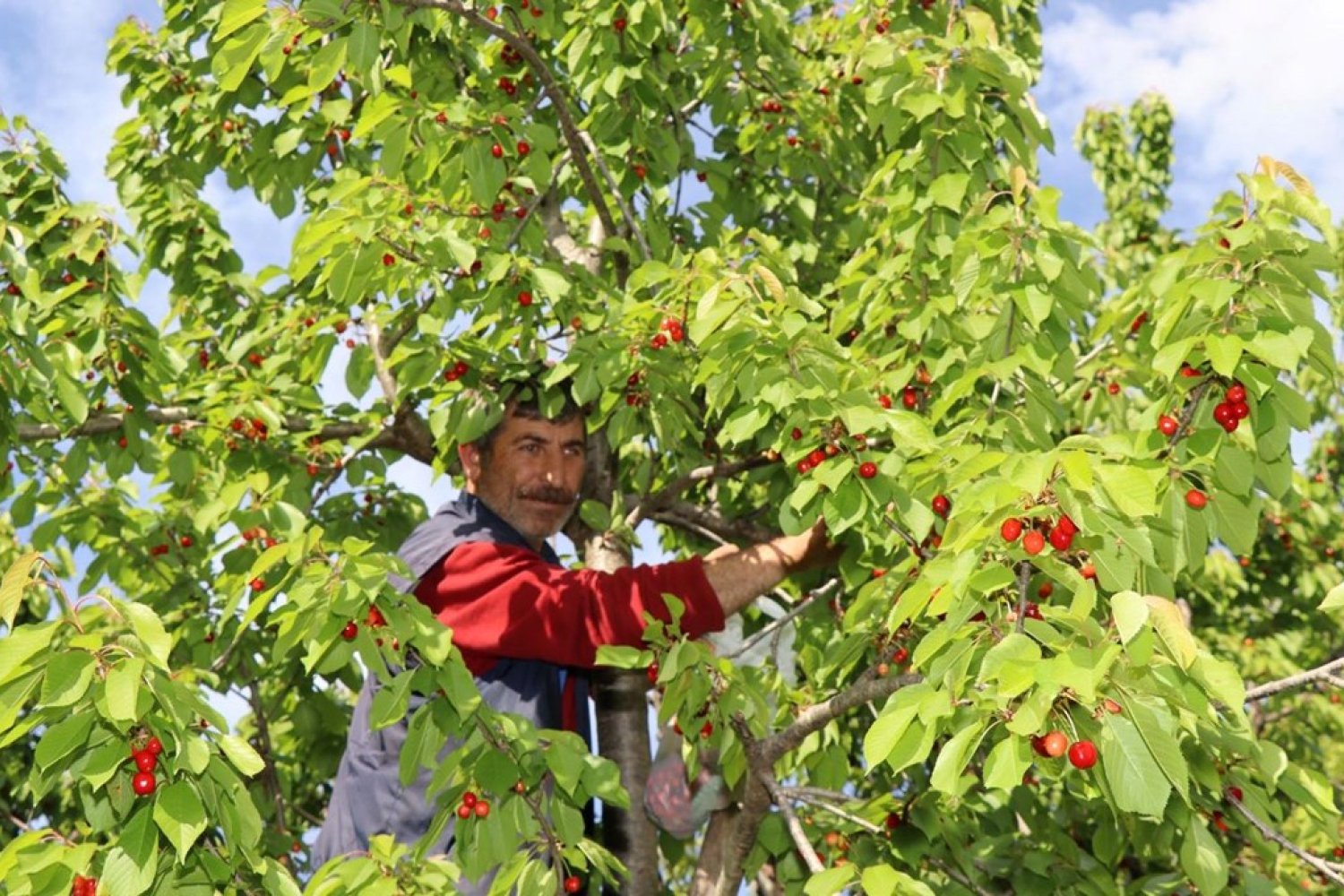Tekirdağ Kiraz Festivali 2025 Heyecanı Başladı!