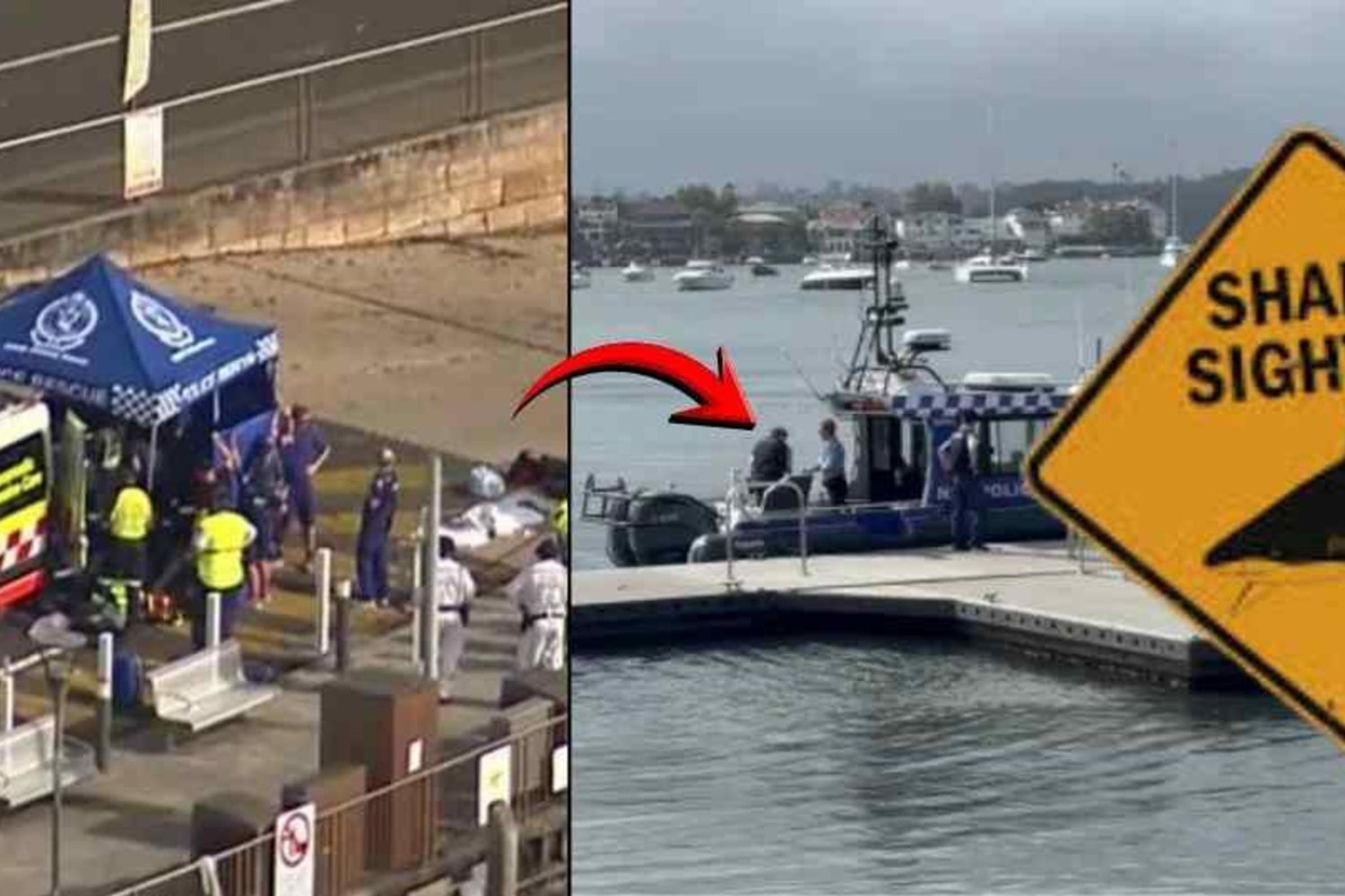 Sydney'de Köpekbalığı Saldırısı: Çocuk Hayatta Kalma Mücadelesi Veriyor