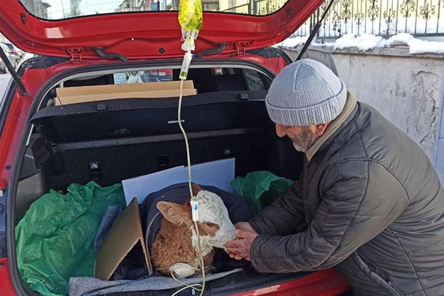 Köydeki Buzağı Sağlık Problemi Uyarı Verdi: Serumla Hayata Döndü!