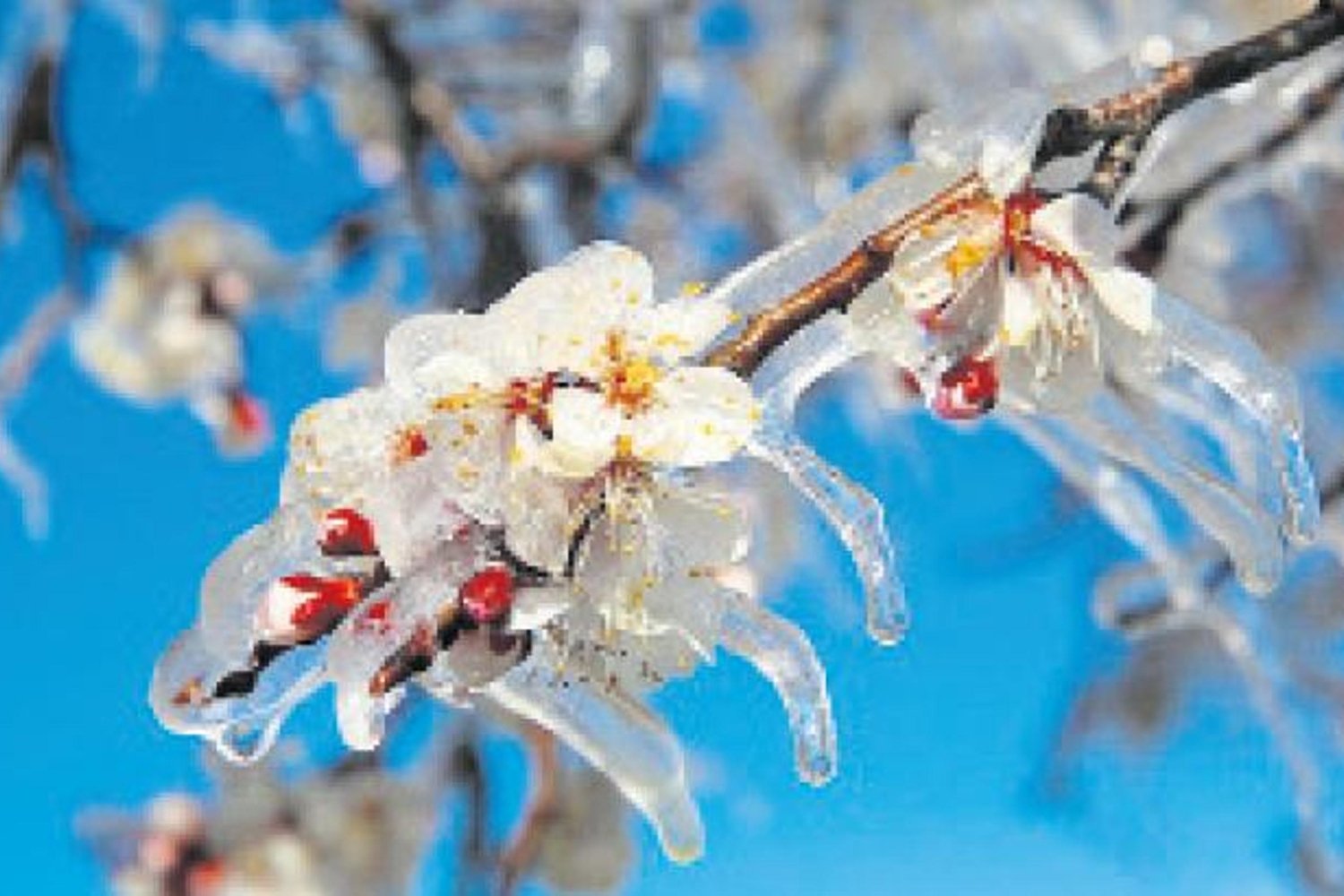 Tarım Sigortalarında Yeni Dönem: Risklere Karşı Güçlü Güvence ve Devlet Desteği