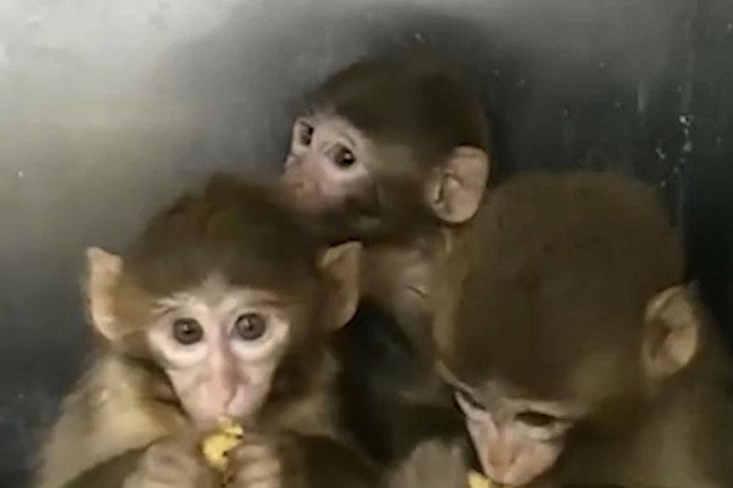 Yasa Dışı Hayvan Ticareti Operasyonu: Bursa'da 3 Makak Maymunu Koruma Altında