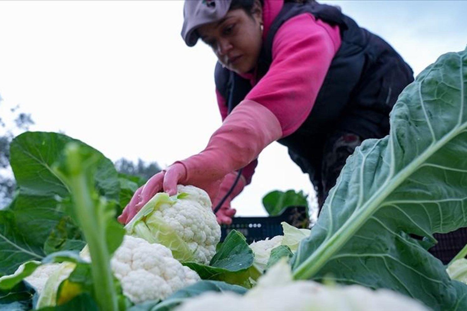 Tarım Destekleri Müjdeli Haber: 226 Milyon Lira Çiftçilere Aktarıldı