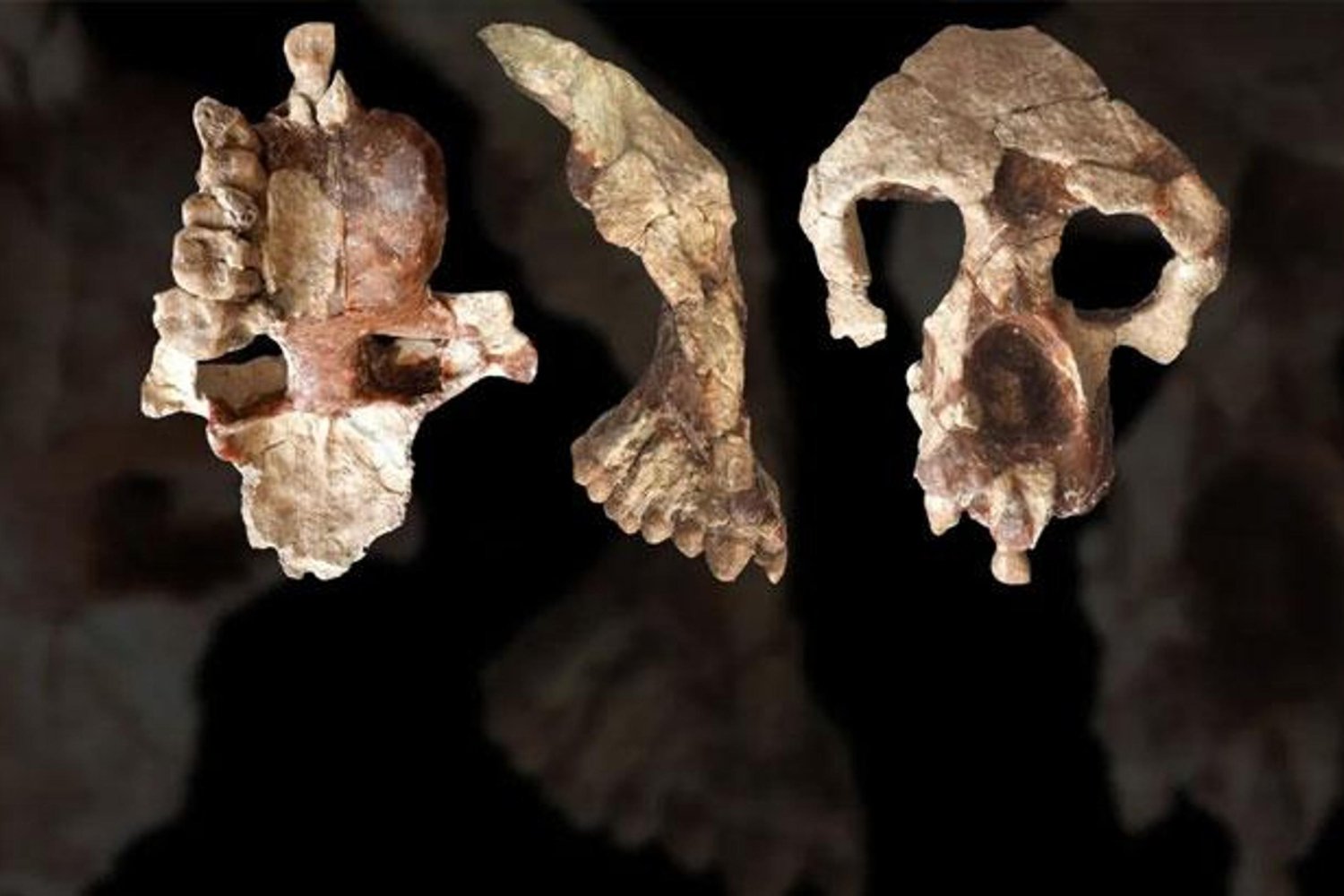 Fas Kazablanka'da 773 Bin Yıllık İnsan Fosili Keşfi Dünyayı Şaşırttı