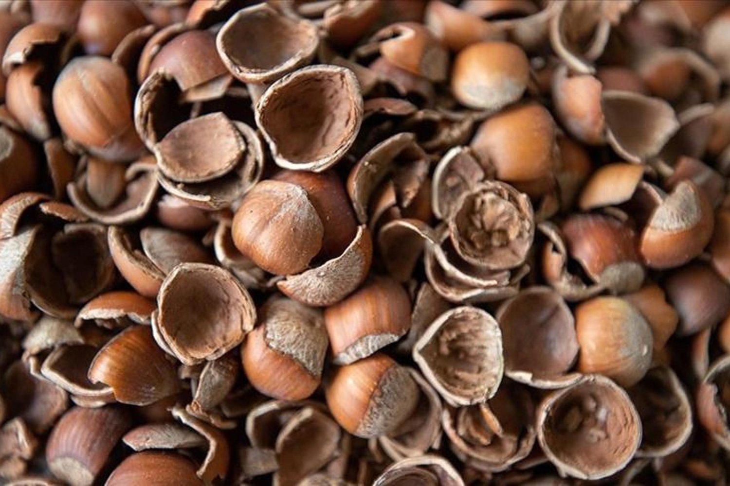 Fındık Kabuğundan Yüksek Katma Değerli Aktif Karbon Üretimi: Türkiye'de İlk!