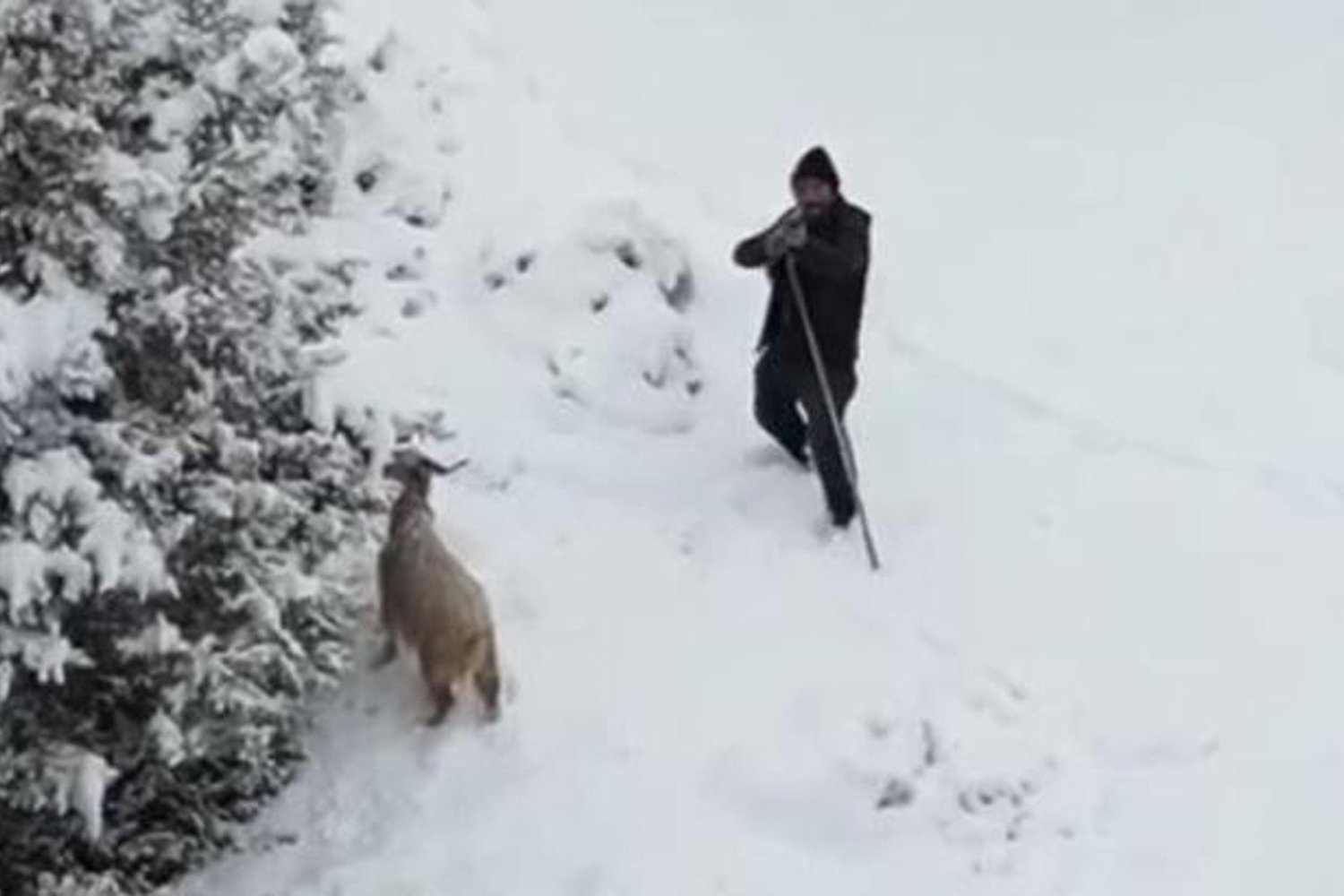 Yüksek Kesimde Dron ve Çoban Gerilimi İddiaları