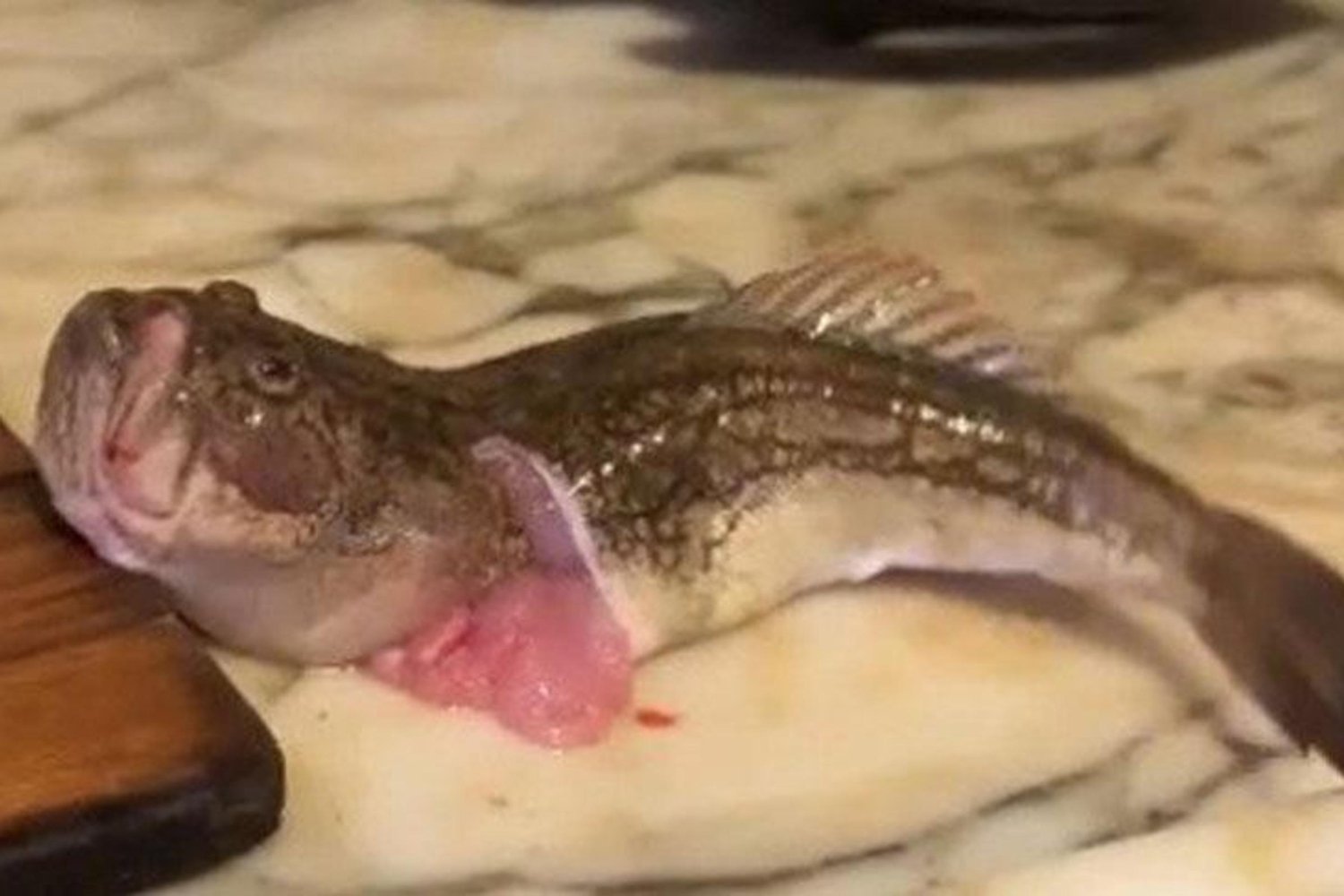 İzmir'de Balık Pişirilirken Hayatta Kalan Tepegöz Balığı Şaşkına Çevirdi