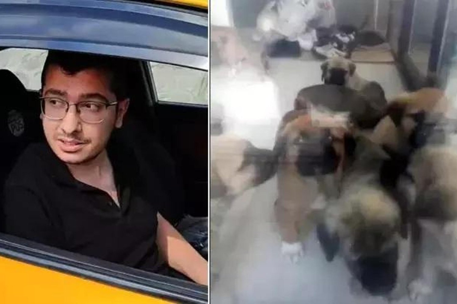 Ankara'da Hayvan Katliamı Davasında Yeniden Yargılama Başladı