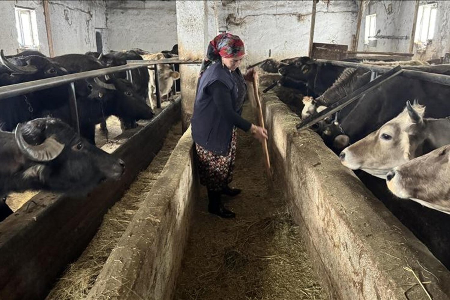 Hayvancılık Desteğiyle Ailesine Ekmeğini Sağlayan Kadın Girişimci