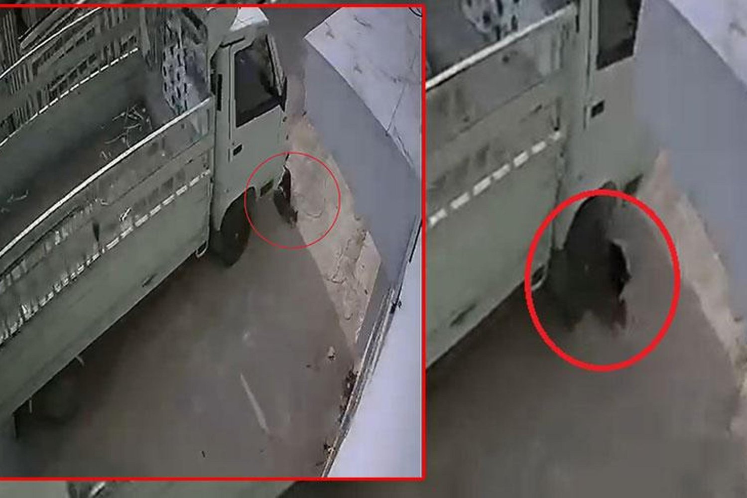 Hayvan Düşmanı Sürücüye Çocuklar ve Kadınlar Güvenmiyor: Kedi Suçüstü Eziyor!