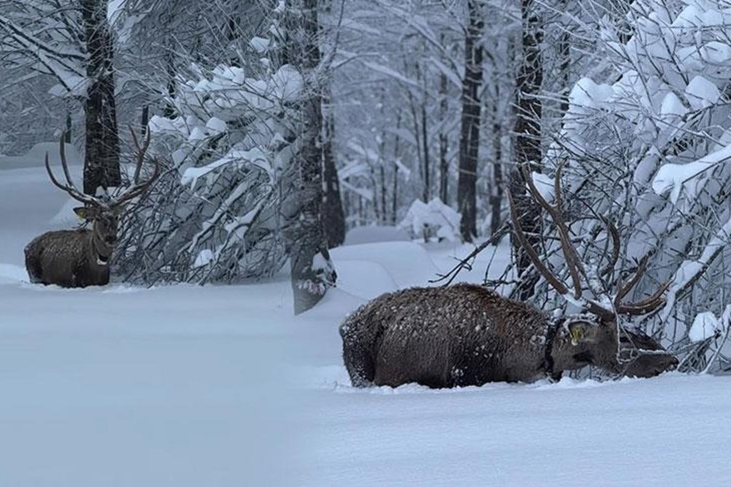 Kartepe'nin Zirvesinde Kar Yağışı ve Yaban Hayatı Büyülüyor