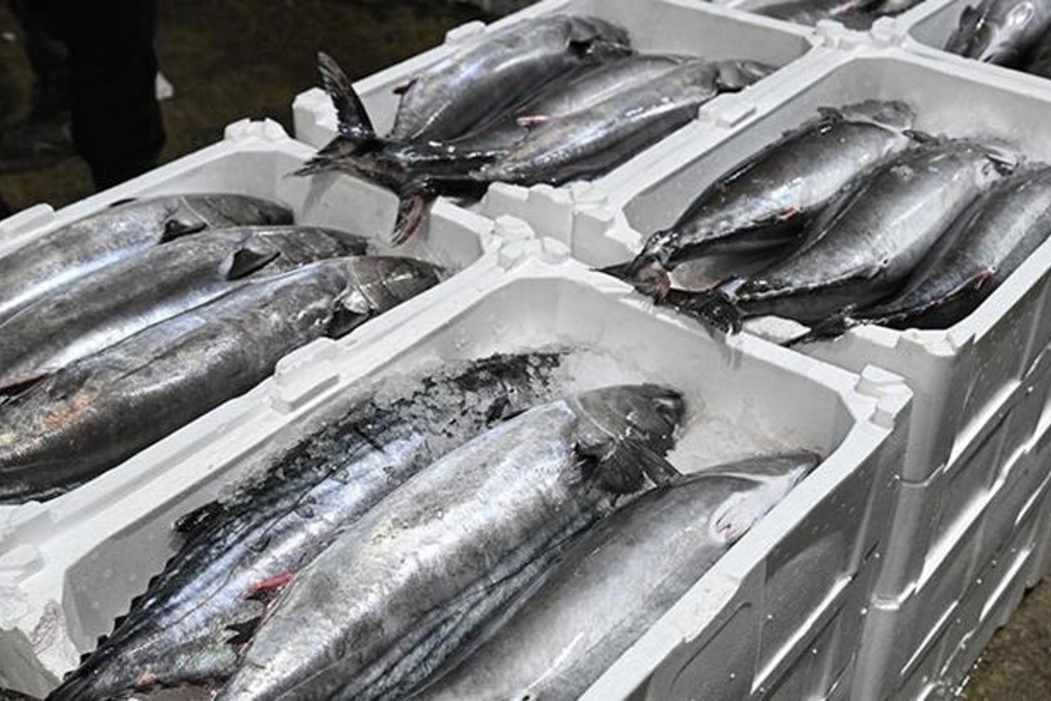 Balıkçılıkta Çığır Açan Rekor! Türkiye'de Su Ürünleri Üretimi 1 Milyon Tonu Aştı