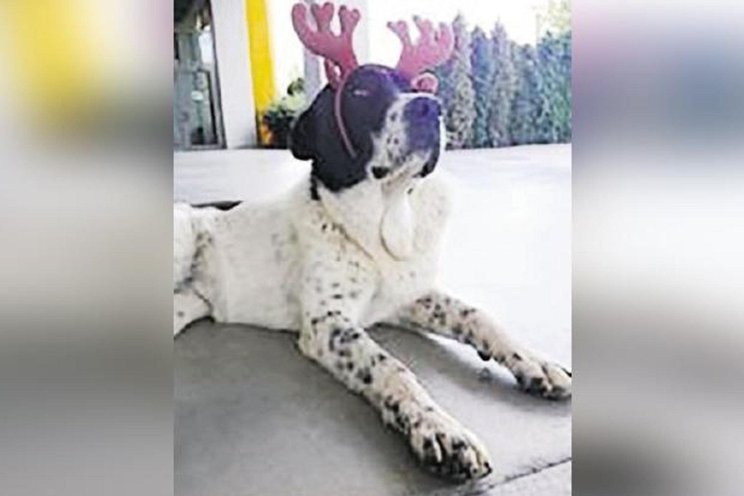 Köpek Darbedildi! Ankara Üniversitesi Veteriner Fakültesi'nde Olay İnceleniyor