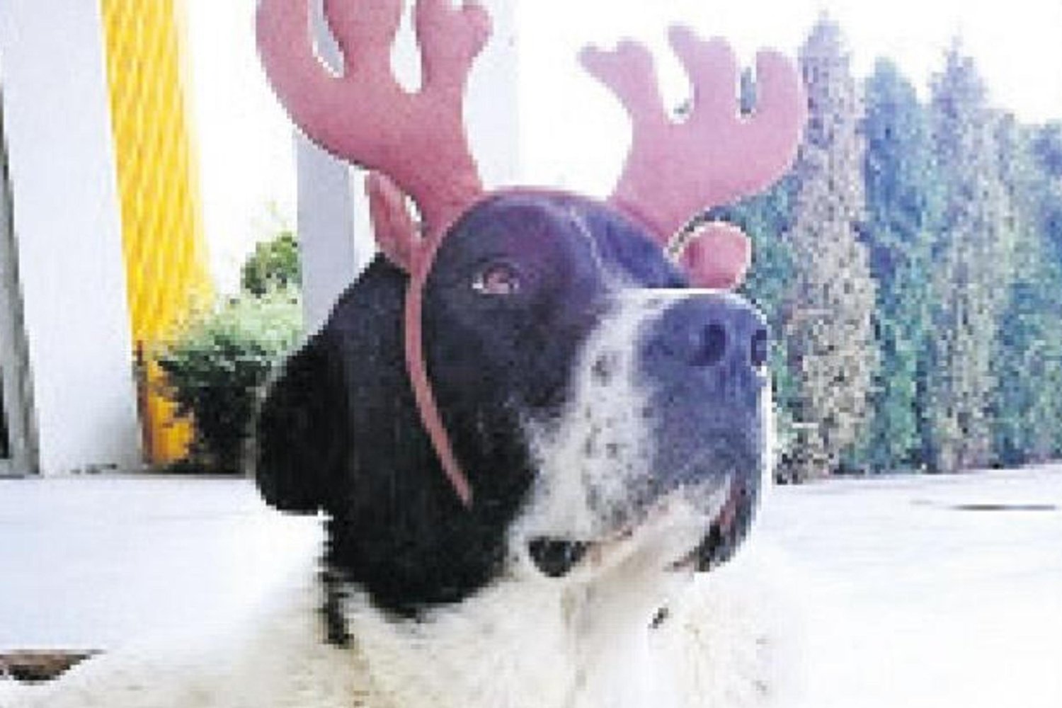 Ankara Belediyesinden Köpek Dövüldü İddiasına Sert Yanıt