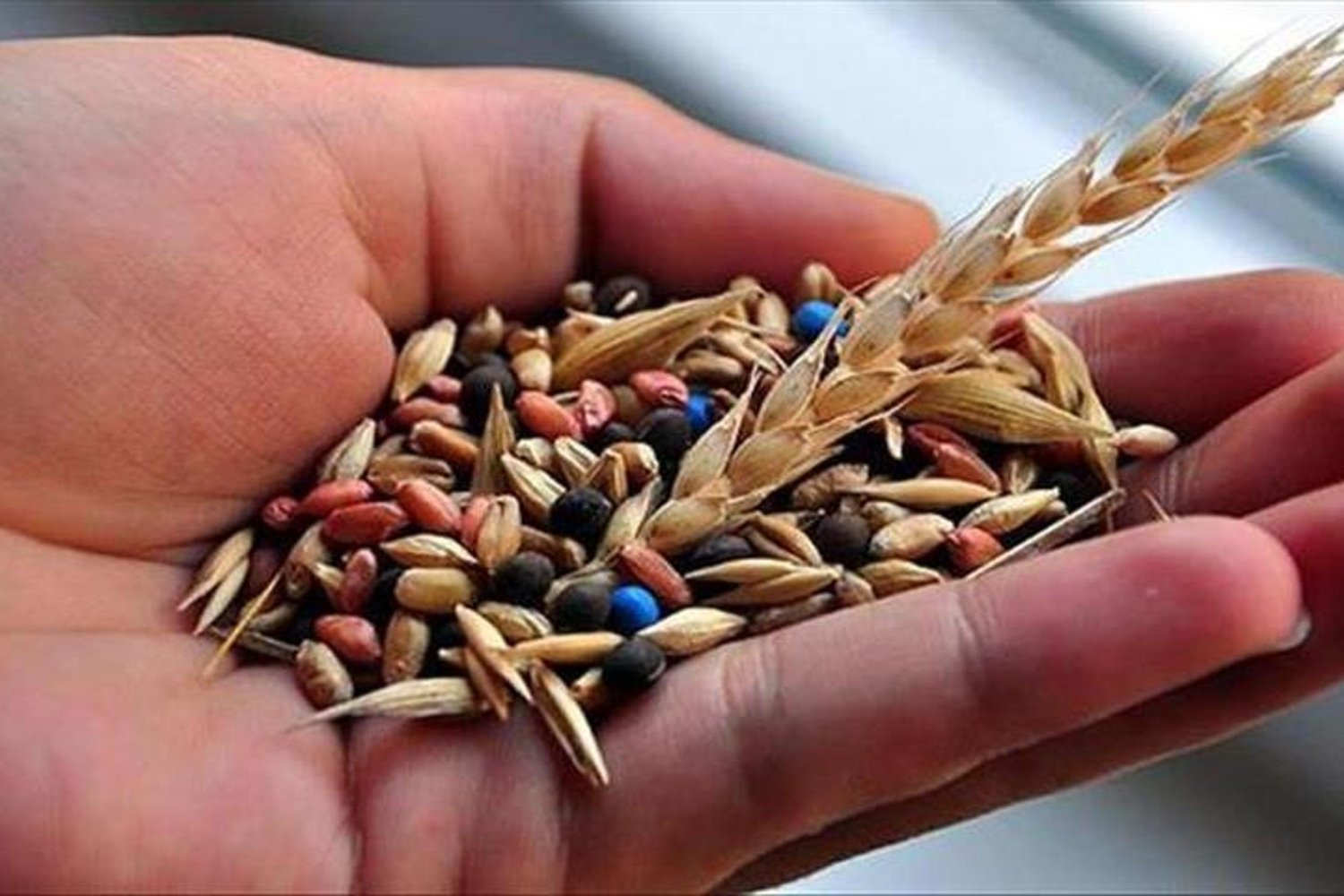 Yerel Tohumlar Koruma Merkeziyle Tarımda Sürdürülebilirlik Artıyor