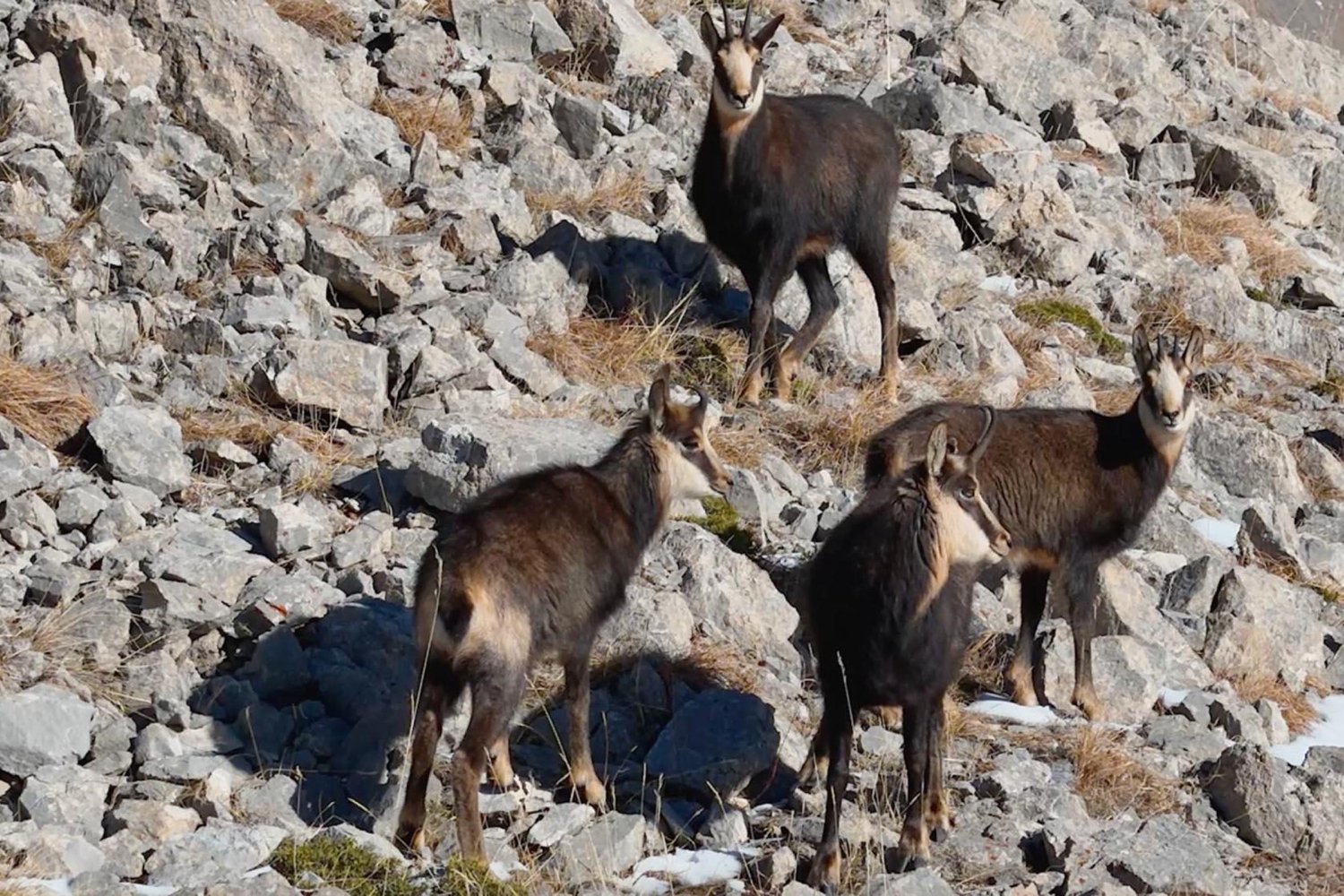 Munzur Dağlarında Nesli Tehlike Altındaki Yabani Hayvanlar Drone Kameralarıyla Kaydedildi