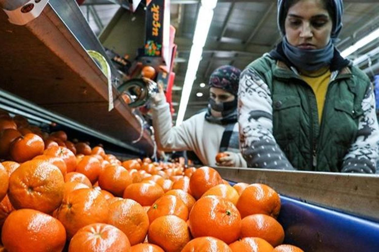 Türkiye'nin Narenciye İhracatı 2025'te Rekor Kırdı: Mandalina ve Görünen Olanın Çok Ötesinde Artış
