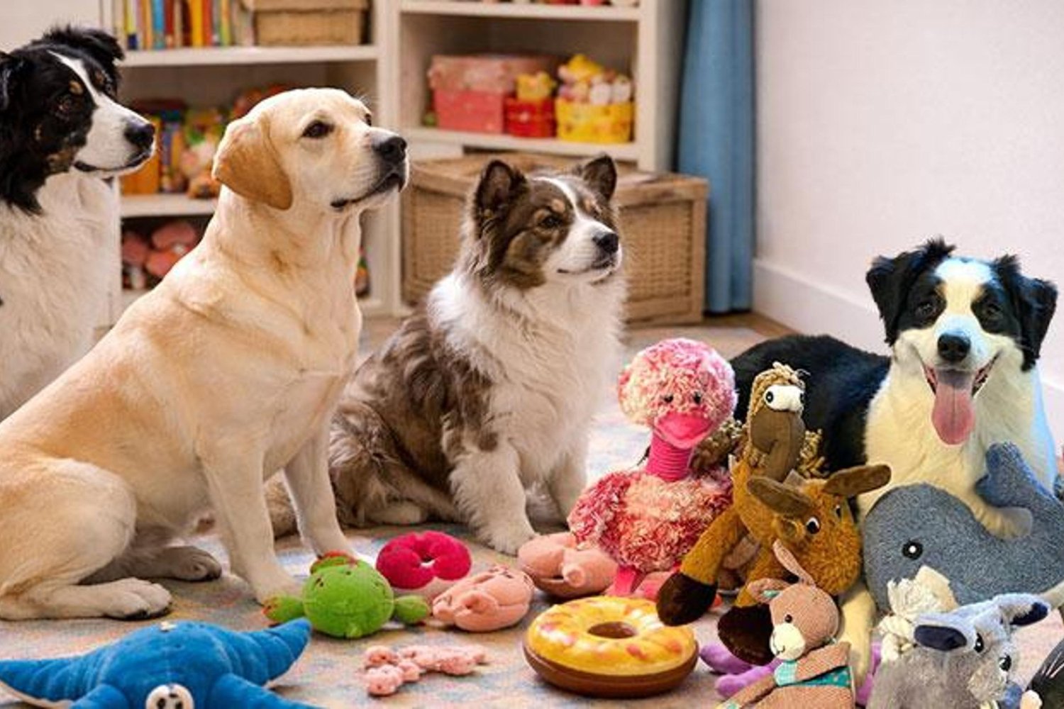 Köpeklerin Dil Öğrenme Sınırını Zorlayan Sıra Dışı Yetenekleri Keşfedildi!