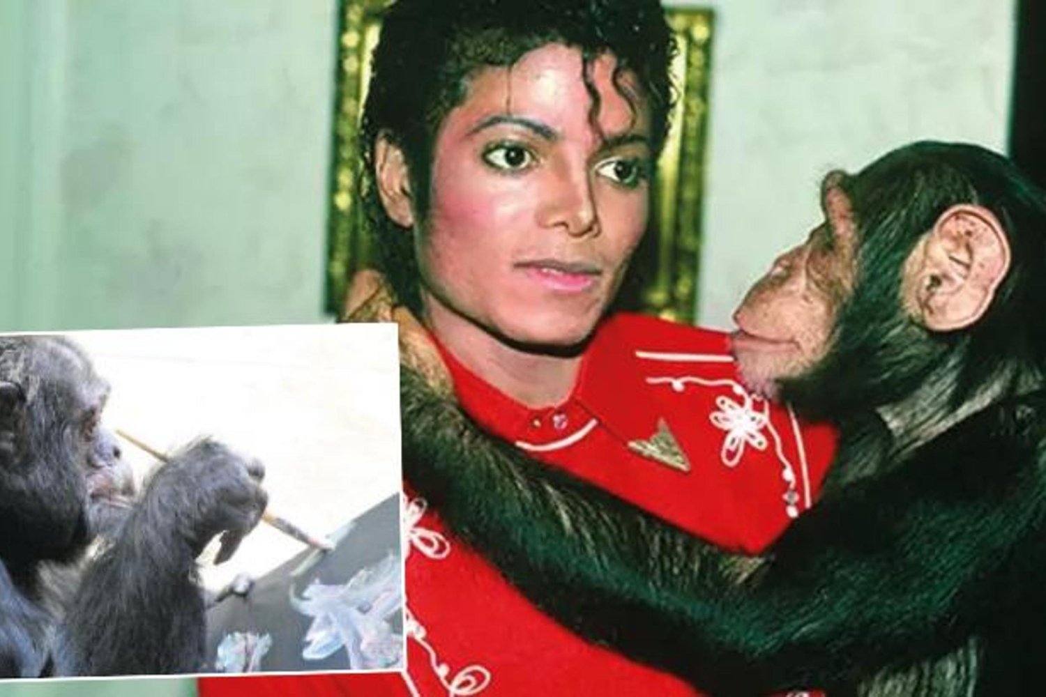 Michael Jackson'un Şempanzesi Bubbyles Florida'daki Barınakta Yeni Hayatına Başladı
