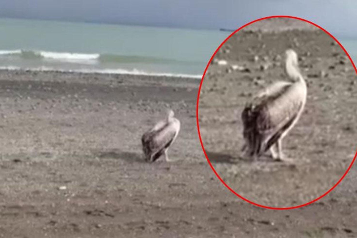 Samsun Atakum Sahiline Pelikan Sürprizi: Nadiren Görülen Manzara