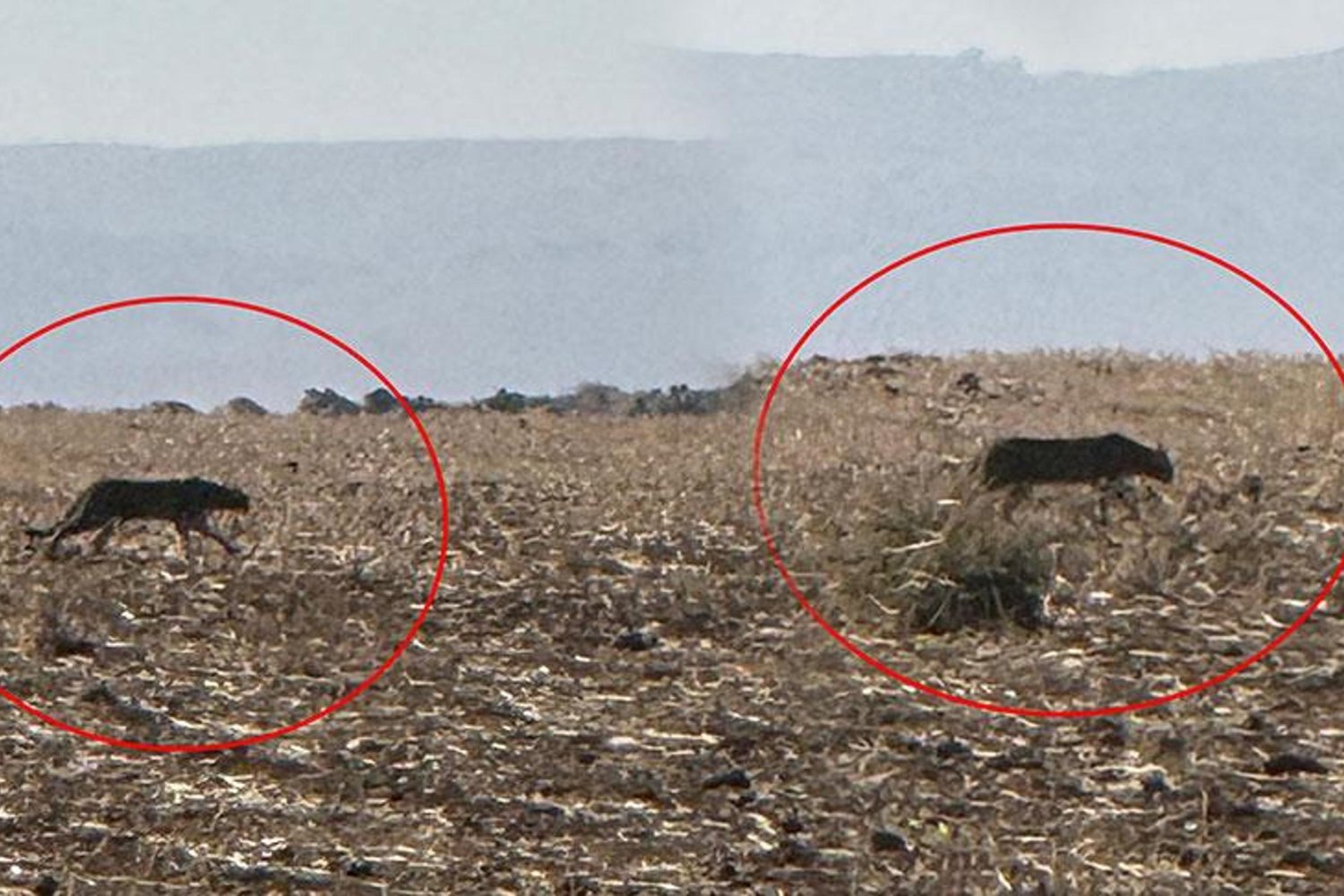 Anadolu Parsı Tehlike Sınıfında: Biyoçeşitliliğin Gizemli Yırtıcısı Görüntülendi