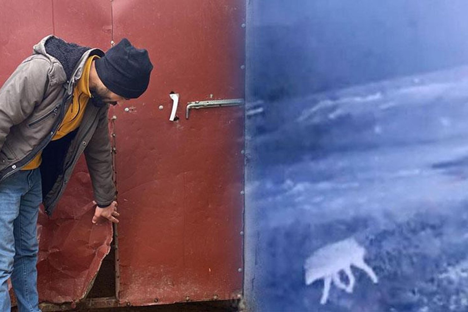 Kurt Saldırısıyla 200 Koyun Öldü: Çiftçilere Maddi ve Manevi Zarar