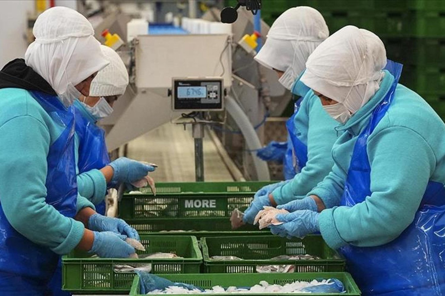 Balık Üretiminde Türkiye Rekoru Kırdı: 2025'te 1 Milyon 20 Bin Ton