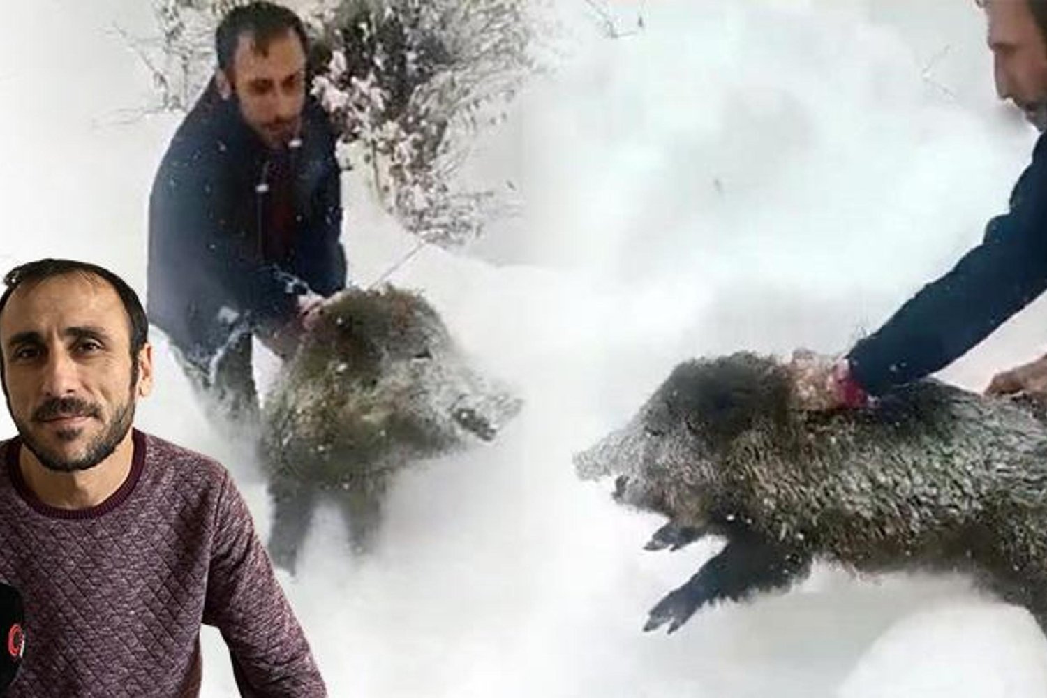 Sinop'ta Yaban Domuzu Yakalama Anları Çok Konuşuluyor