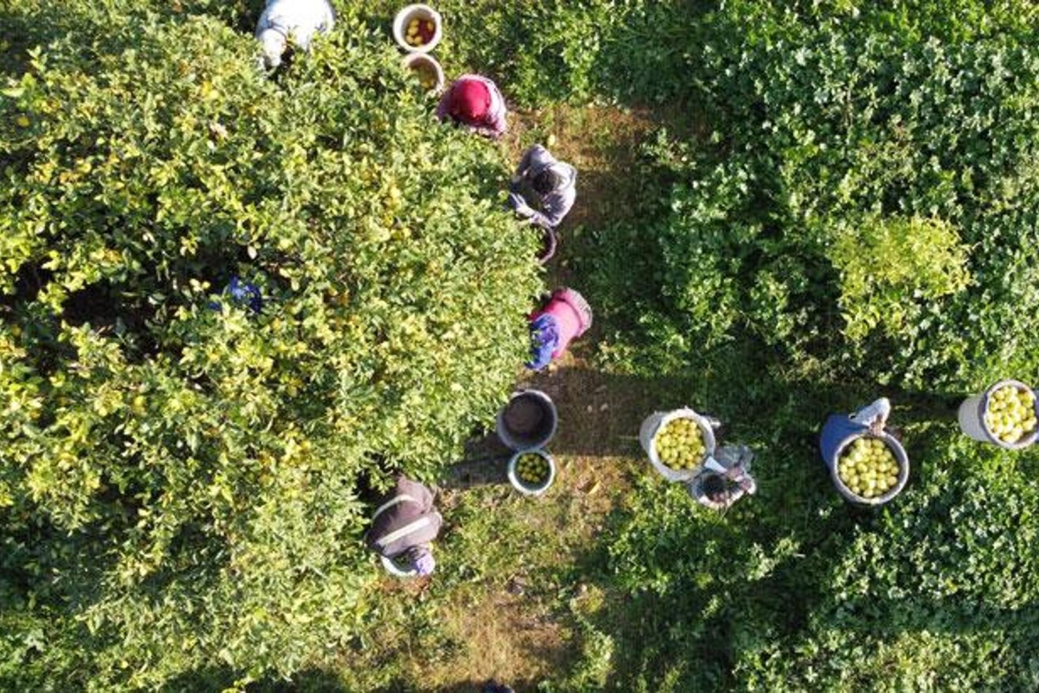 Tarım ÜFE Aralıkta %36,01 Artış Gösterdi: Yükseliş Trendinde Sektörel ve Ürün Gruplarında Belirgin Artışlar