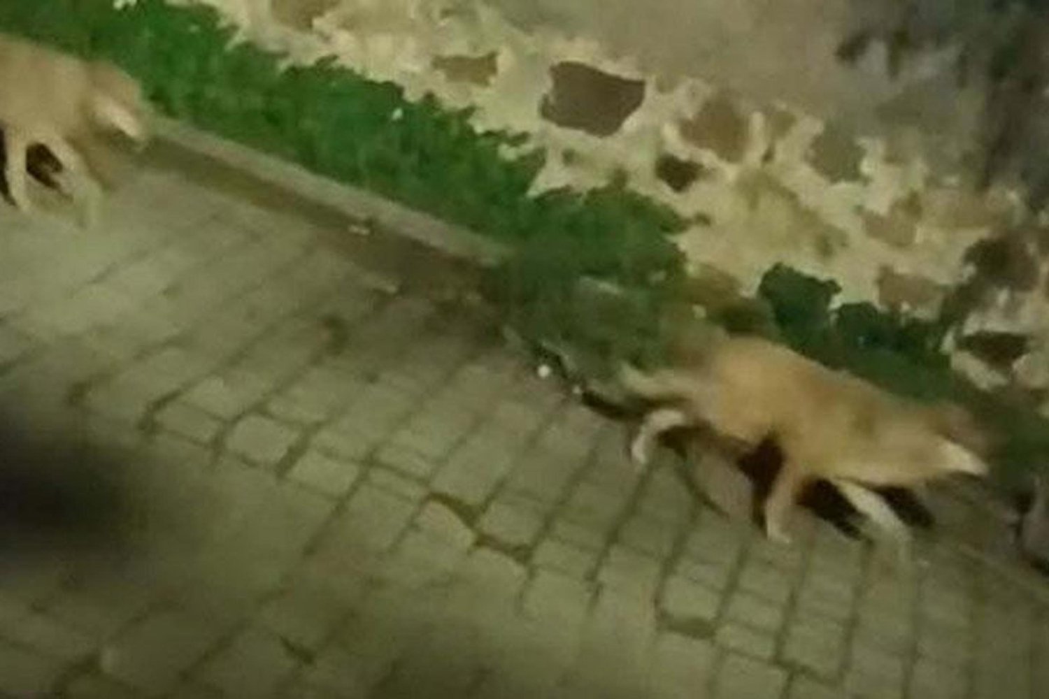 Muğla'da Kurtlar Geceleri Şehir Yakınlarında Görüldü, Ekosistem Dengesini İşaret Ediyor