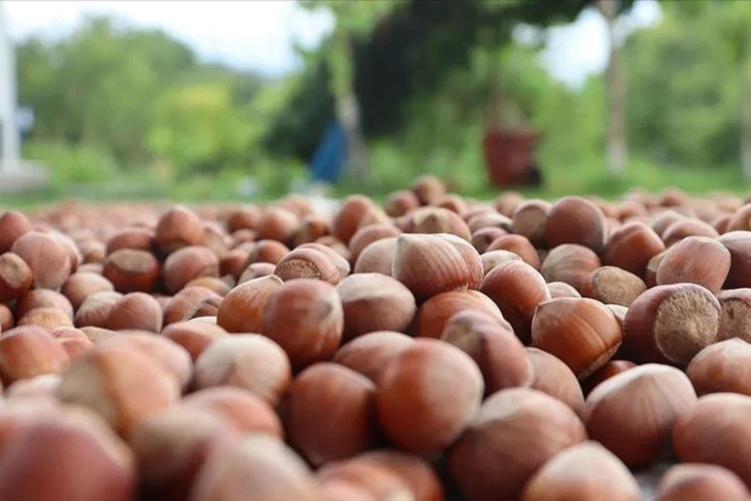 Fındık Satışında Rekor: Sakarya ve Giresun Zirvede!