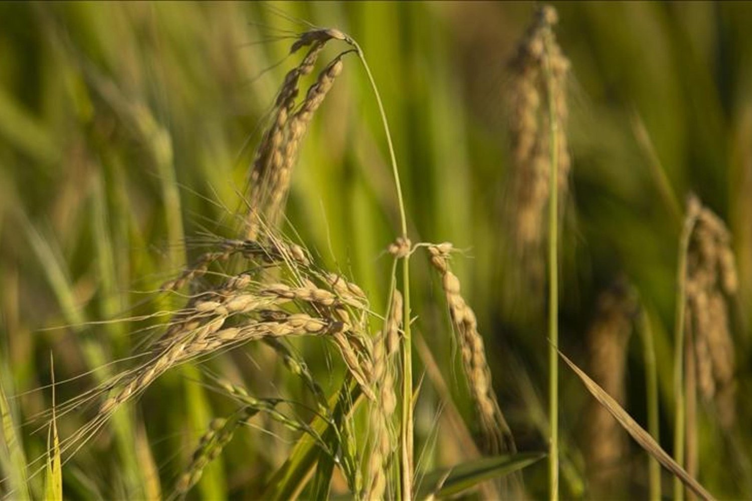 TMO Çeltik Alım Fiyatları Açıklandı! 2024 Yılı İPUCU Fiyatlar ve Detaylar