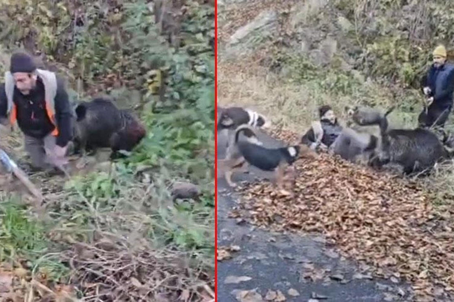 Yaban Domuzu Saldırısı: Avcıyı Yere Devirip Bacaklarını Yaraladı