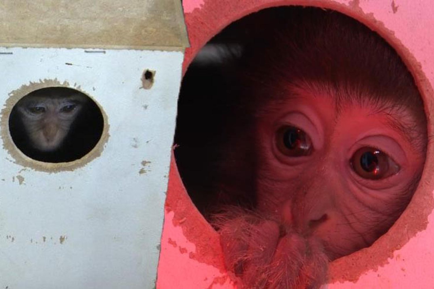 Antalya'da Kaçak Yaban Hayvanı Operasyonuyla Kurtarılan Rhesus Maymunları Artık Güvende