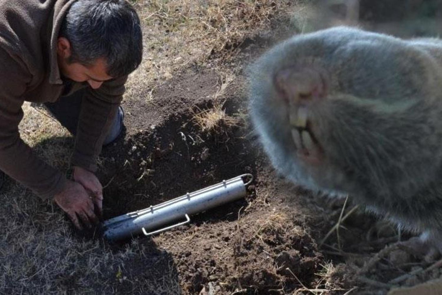 Türkiye'nin Güneydoğu Anadolu'sunda 3 Yeni Kör Fare Türü Keşfedildi