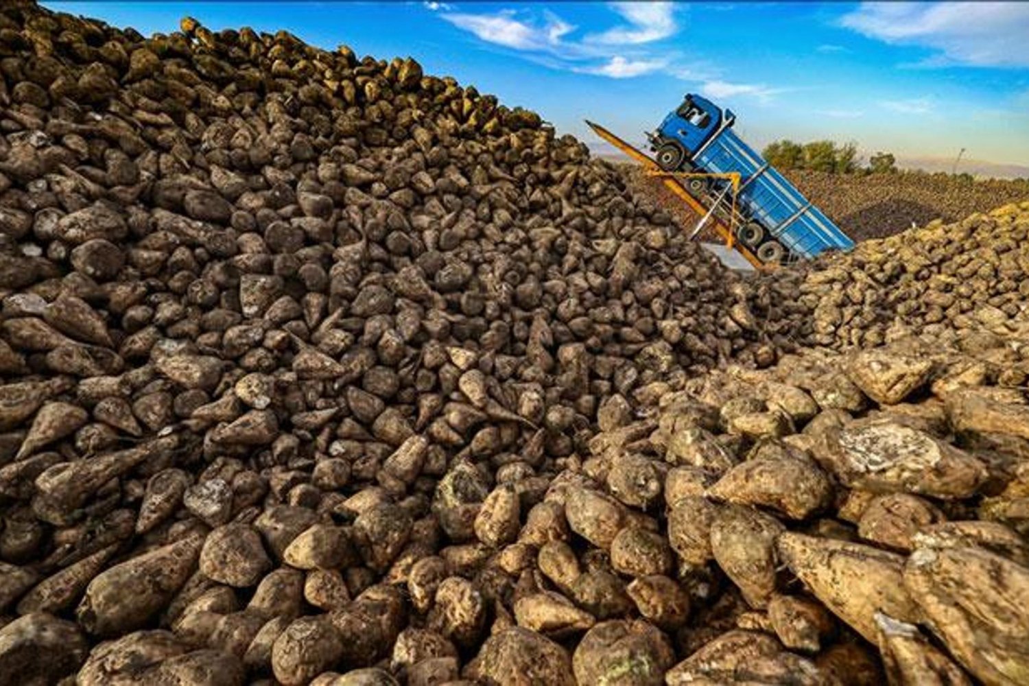 Pancar Üretiminde Yüzleri Güldüren Gelişme: Verim ve Şeker Oranları Yüksek!