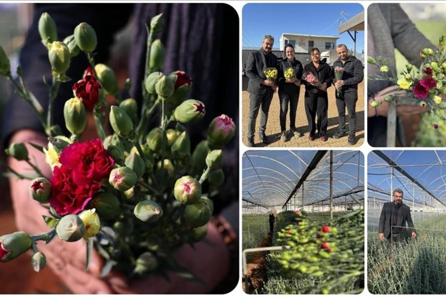 Yerli Karanfil Çeşitleriyle İhracatta Dev Adım: Türkiye'nin Karanfil Bağımlılığı Azalacak