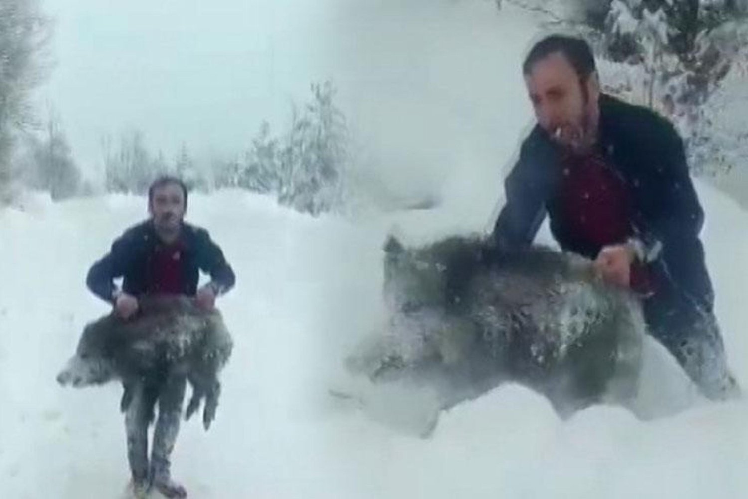 Sinop'ta Domuz Sürüsüyle Karşılaşan Yaban Hayvanını Kurtarma Çabası