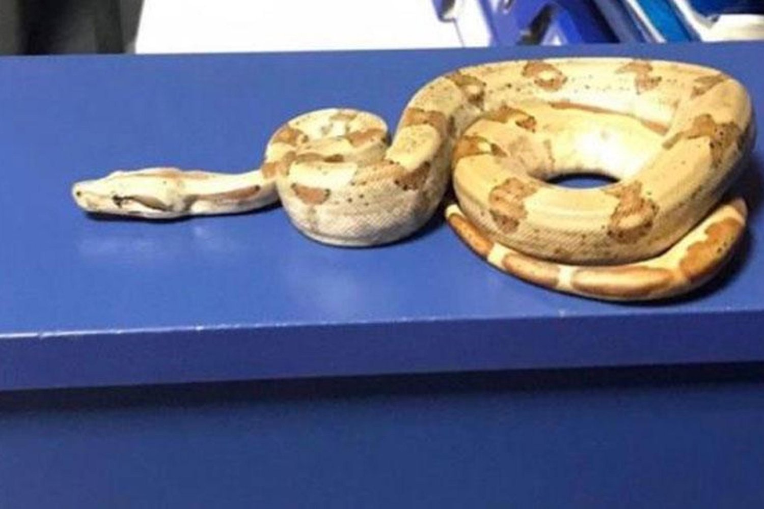 Karşıyaka'da Yılanla Dolaşan Şahsa 12 Bin TL Ceza: Olay