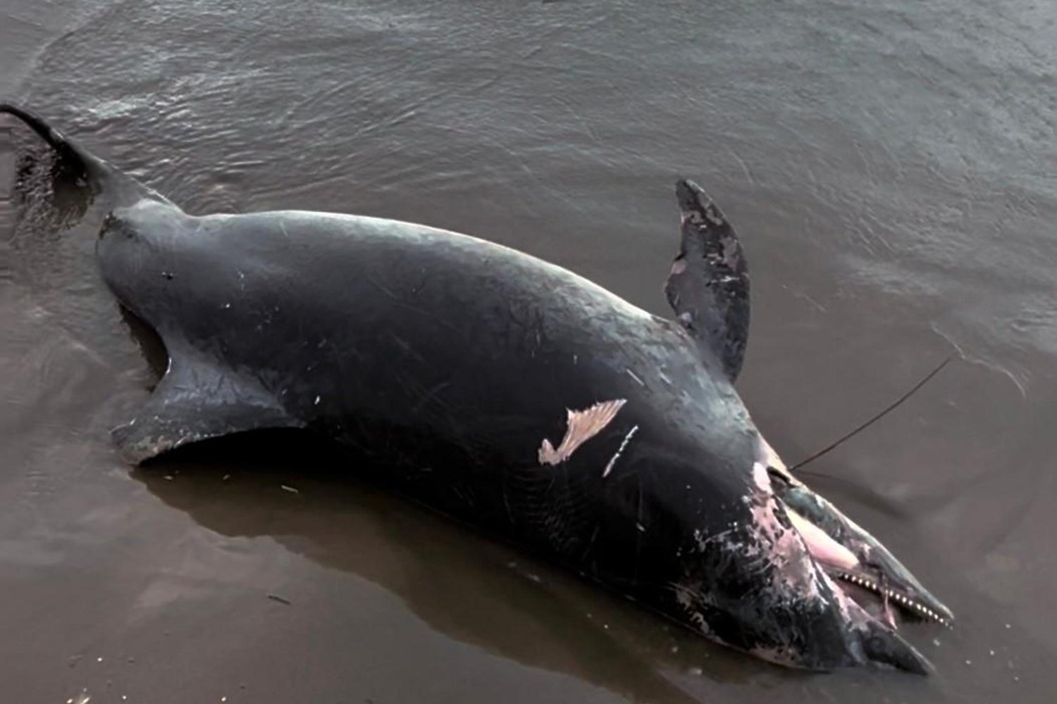 Balıkçı Halil Fırtınada Sahile Vuran Ölü Yunusu Gözleriyle Tanıdı