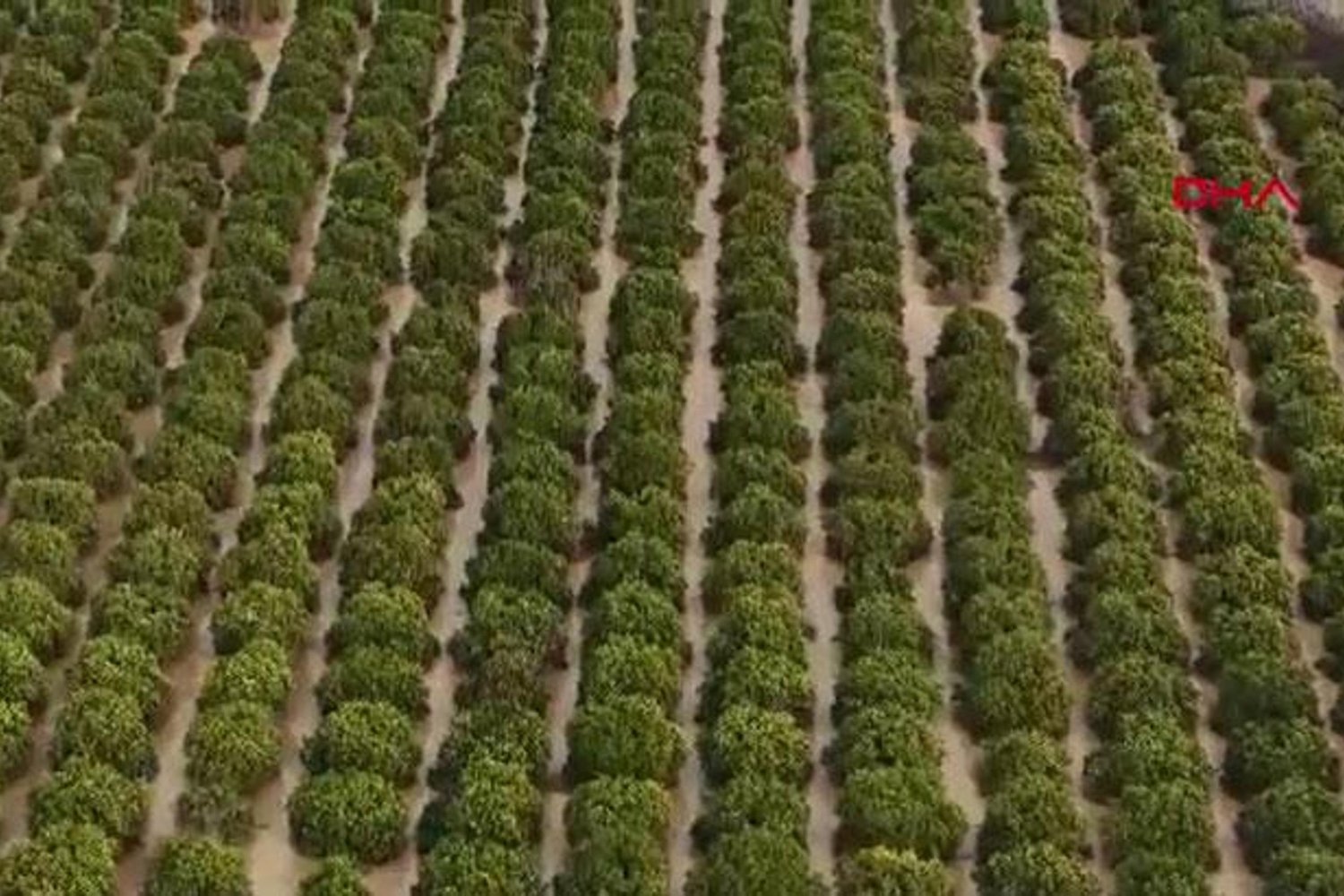 Antalya'da Tarım Felaketinin Boyutları Gün geçtikçe Artıyor: Hasar 3 Milyar TL'yi Aşabilir