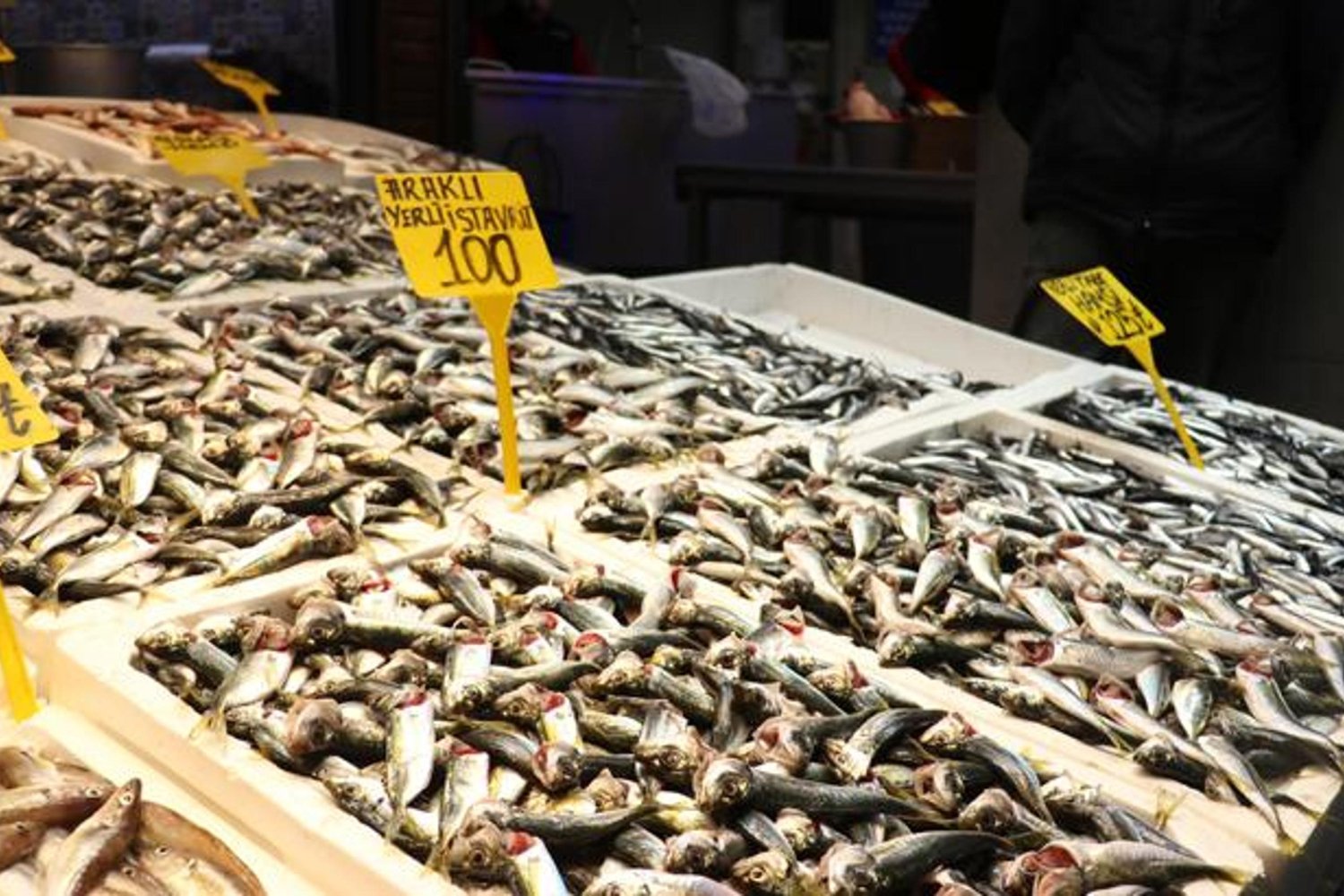 Balık Pazarında Uygun Fiyatlı Balıklar ve Taze İstavrit İlgisi