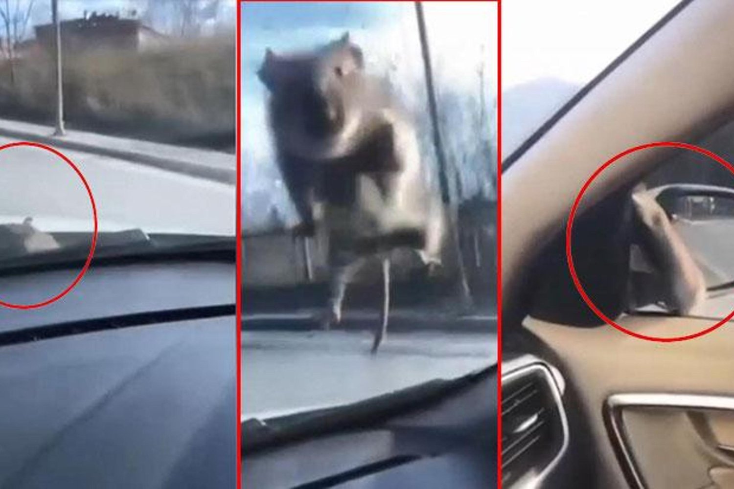 İstanbul'da İlginç Olay: Araba Camına Atlayan Fare, Polis Müdahalesiyle Gözden Kayboldu!