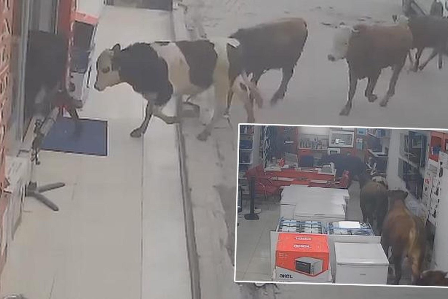 İneğin İşyerine Girmesi Şoku: Beyaz Eşyalara Zarar Verdi