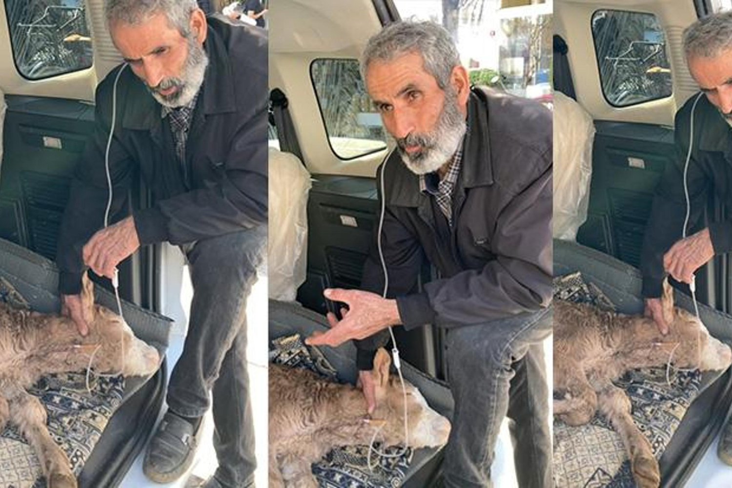 Batman'da 4 Günlük Buzağı Serumla Hayata Tutundu: 50 Km Uzaklıktan Veterinere Götürüldü