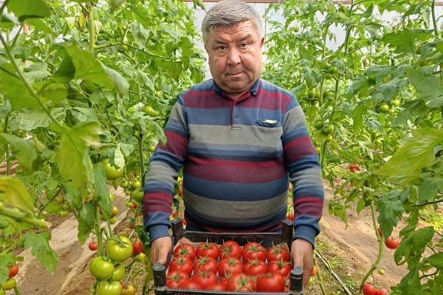 Eynal Domatesi: Sıcak Suyla Yetişen Coğrafi İşaretli Lezzet