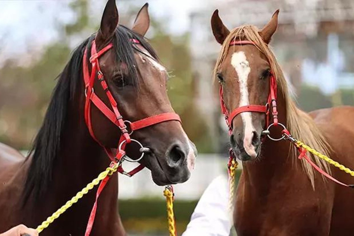 TİGEM Açıklamasıyla Yarış Atları Kayıp İddiaları Çürüdü