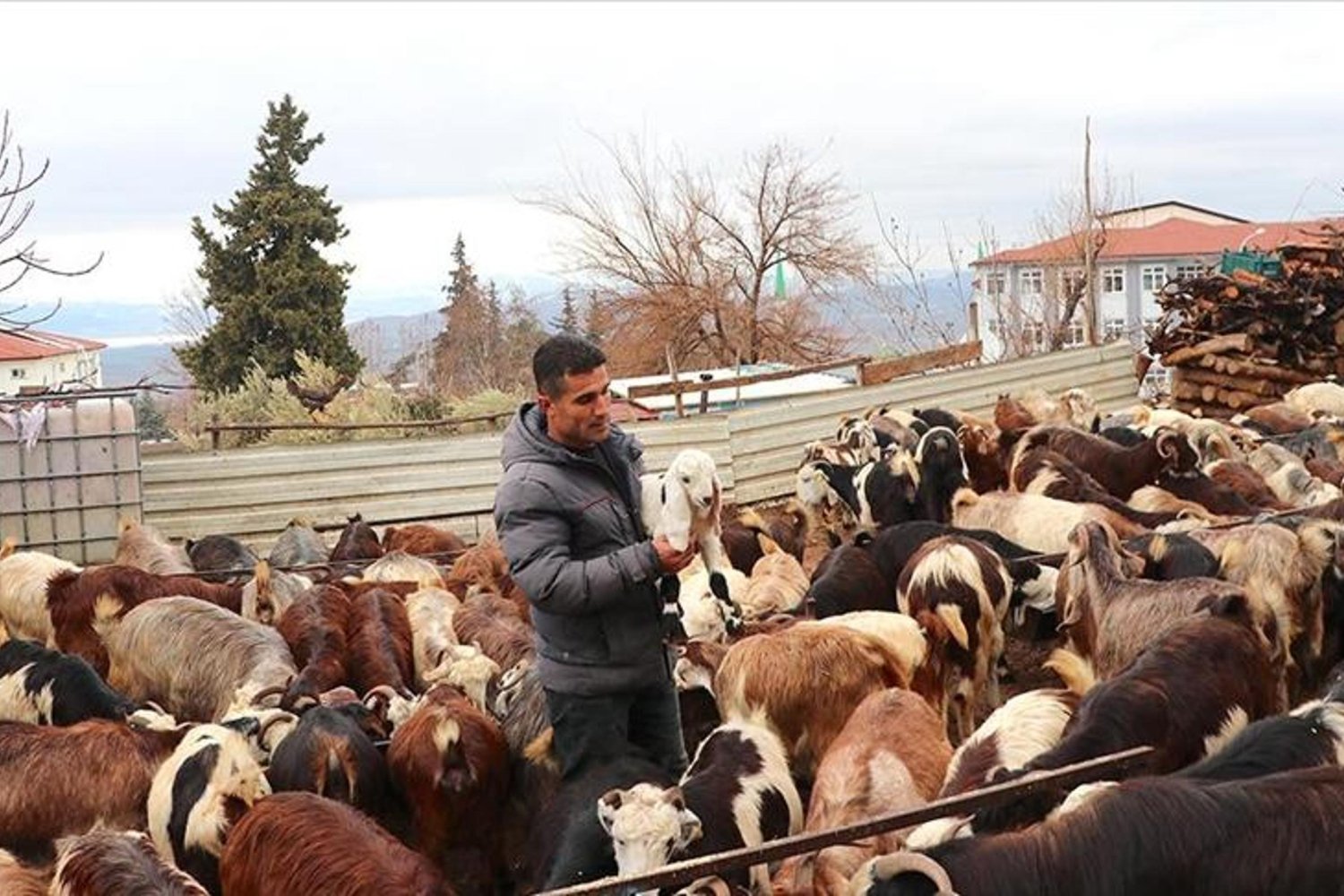 Depremzede Hayvancılara Destek Yağdı! Sürüsü 300’e Yaklaştı