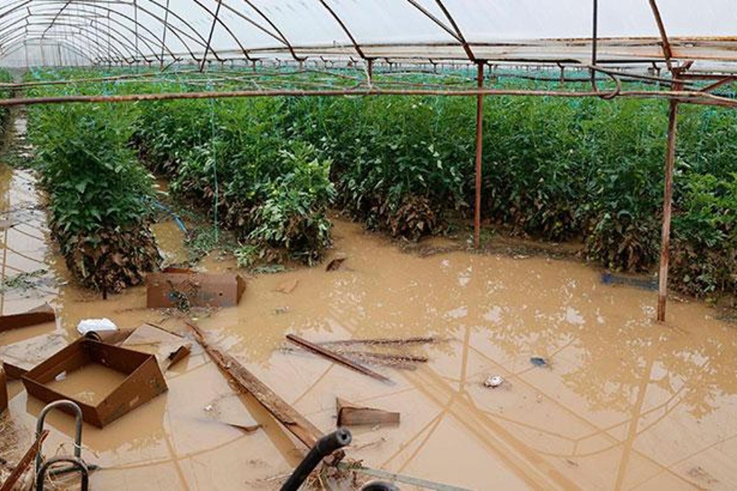 Antalya'daki Tarım Felaketinde Güncel Hasar Raporu ve Kalıcı Çözüm Önerileri