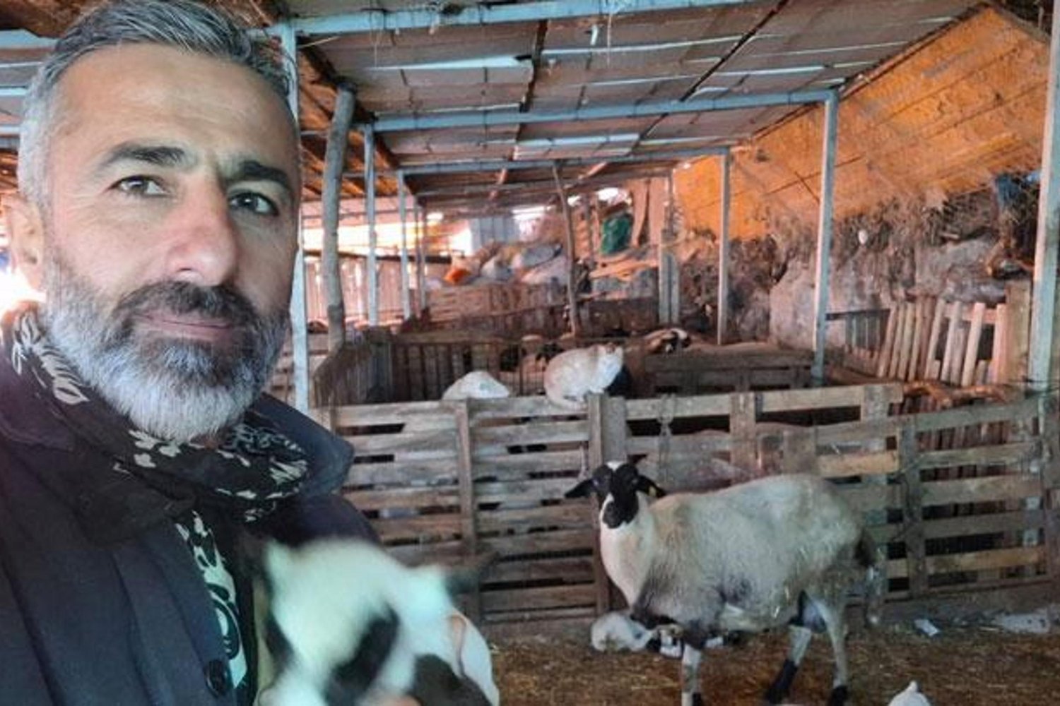 Sakız Cinsi Koyunlarda Dev Yüzde Doğum ve Süt Verimi Artışıyla Büyük Başarı